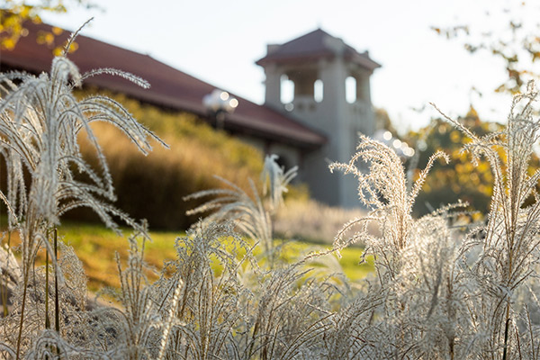 Photo of wheat in front of building